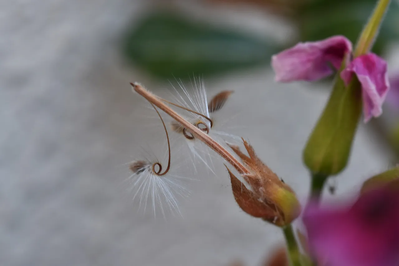 Pelargonium seeds 2.jpg