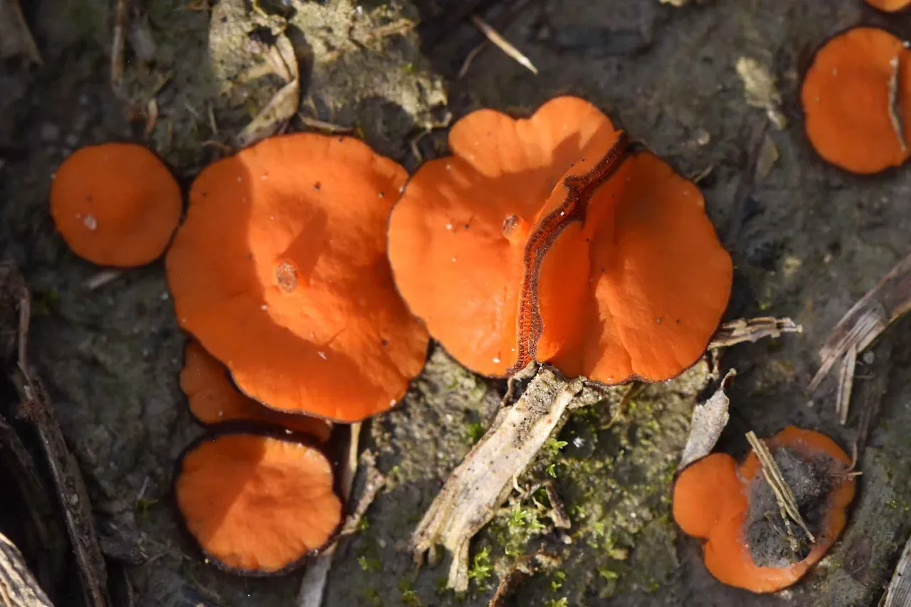 Scutellinia orange mushroom  5.jpg