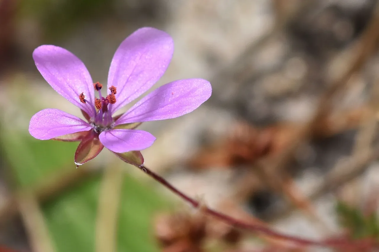 geranium 2.jpg