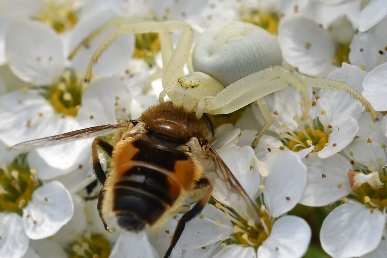 crab spider bee pl 6.jpg