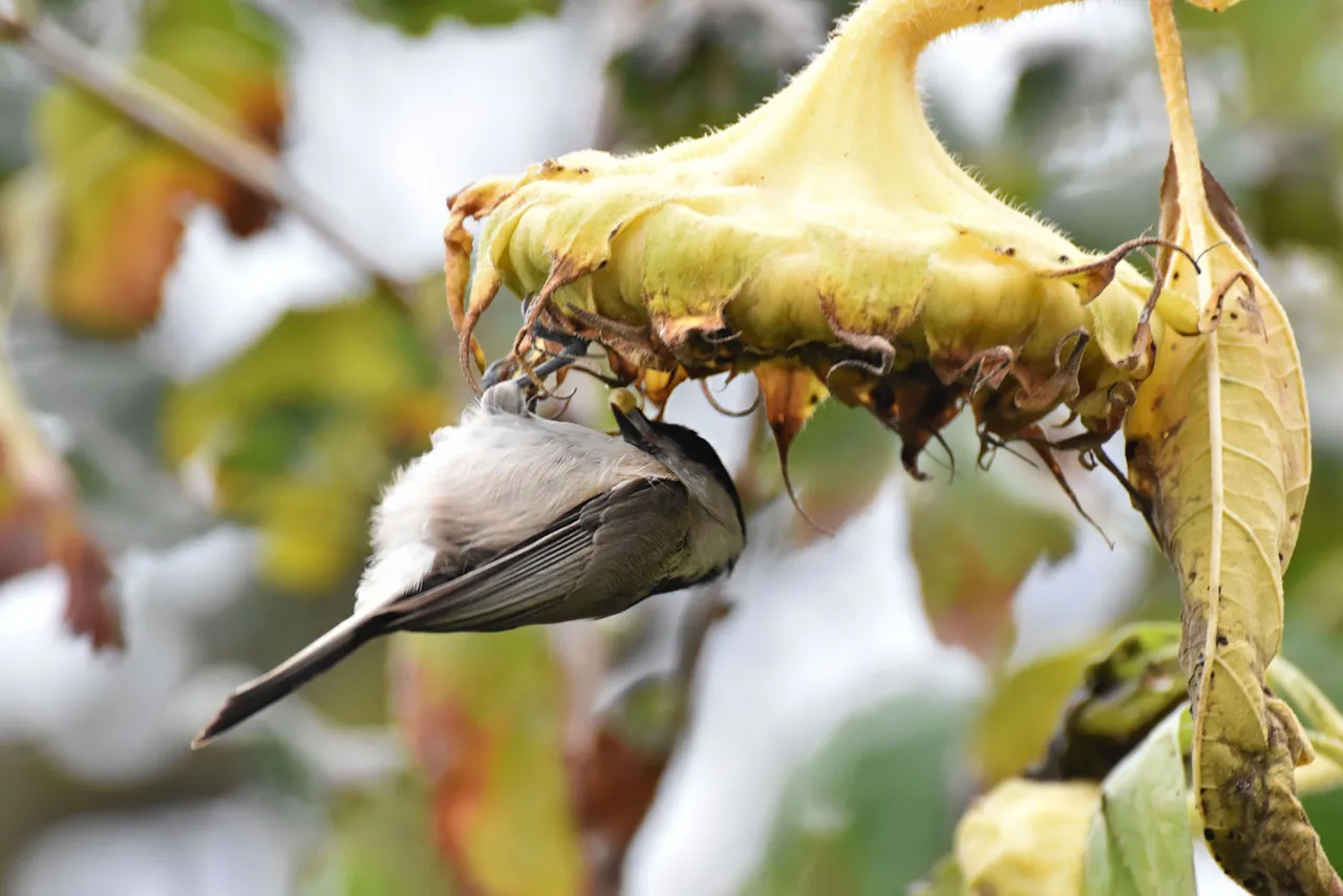 Marsh Tit pl 14.jpg