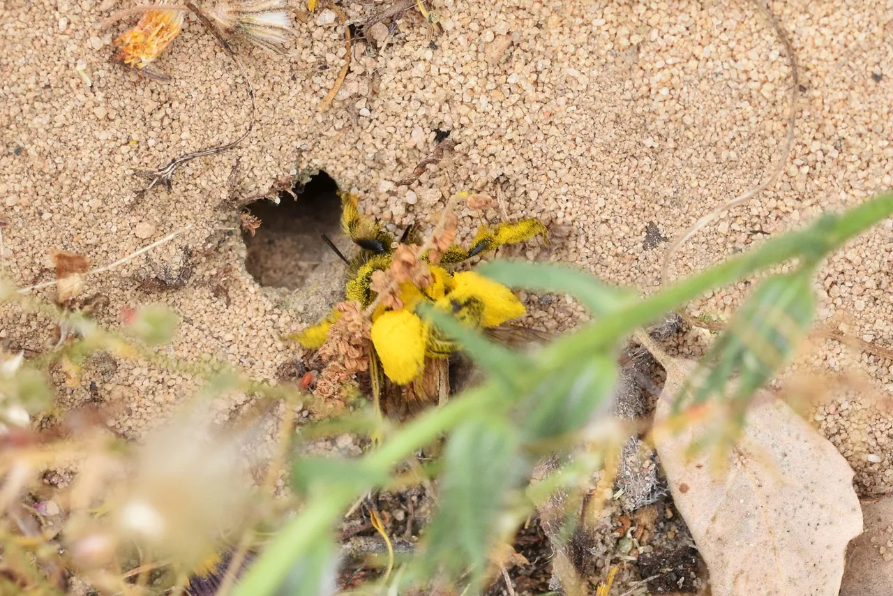 miner bee polen sand hole 3.jpg