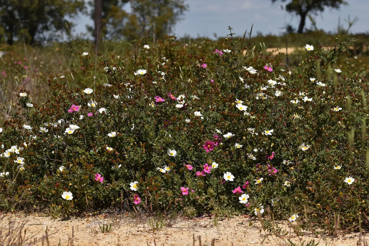 Cistus crispus pink rockrose 3.jpg