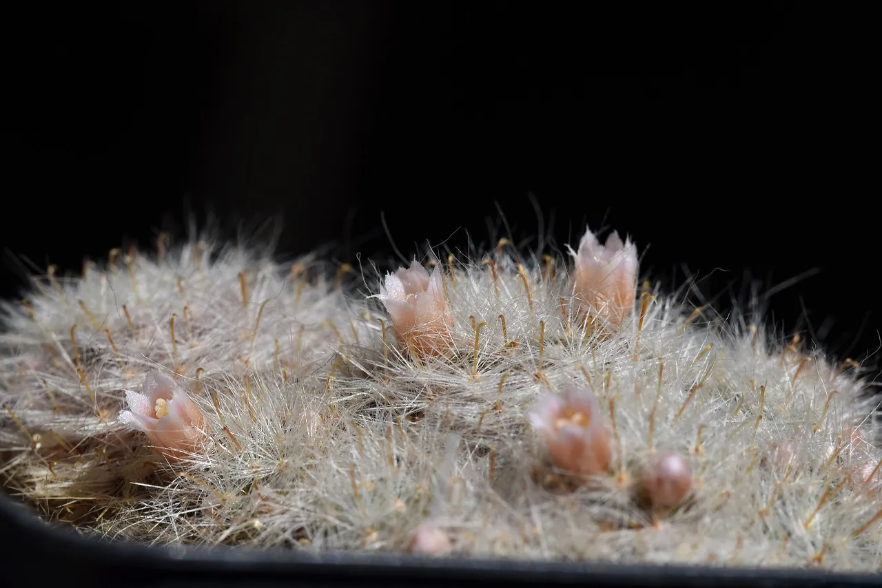 Mammillaria Glassii flowers 2021 4.jpg