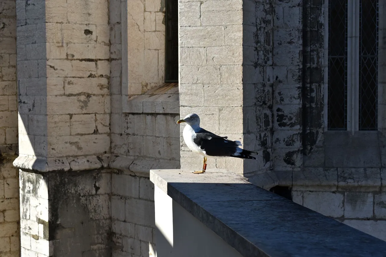 Lisbon elevator view 10.jpg