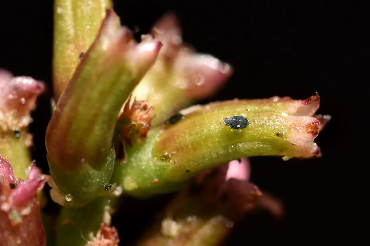 Adromischus cooperi flower 2022 aphids 3.jpg