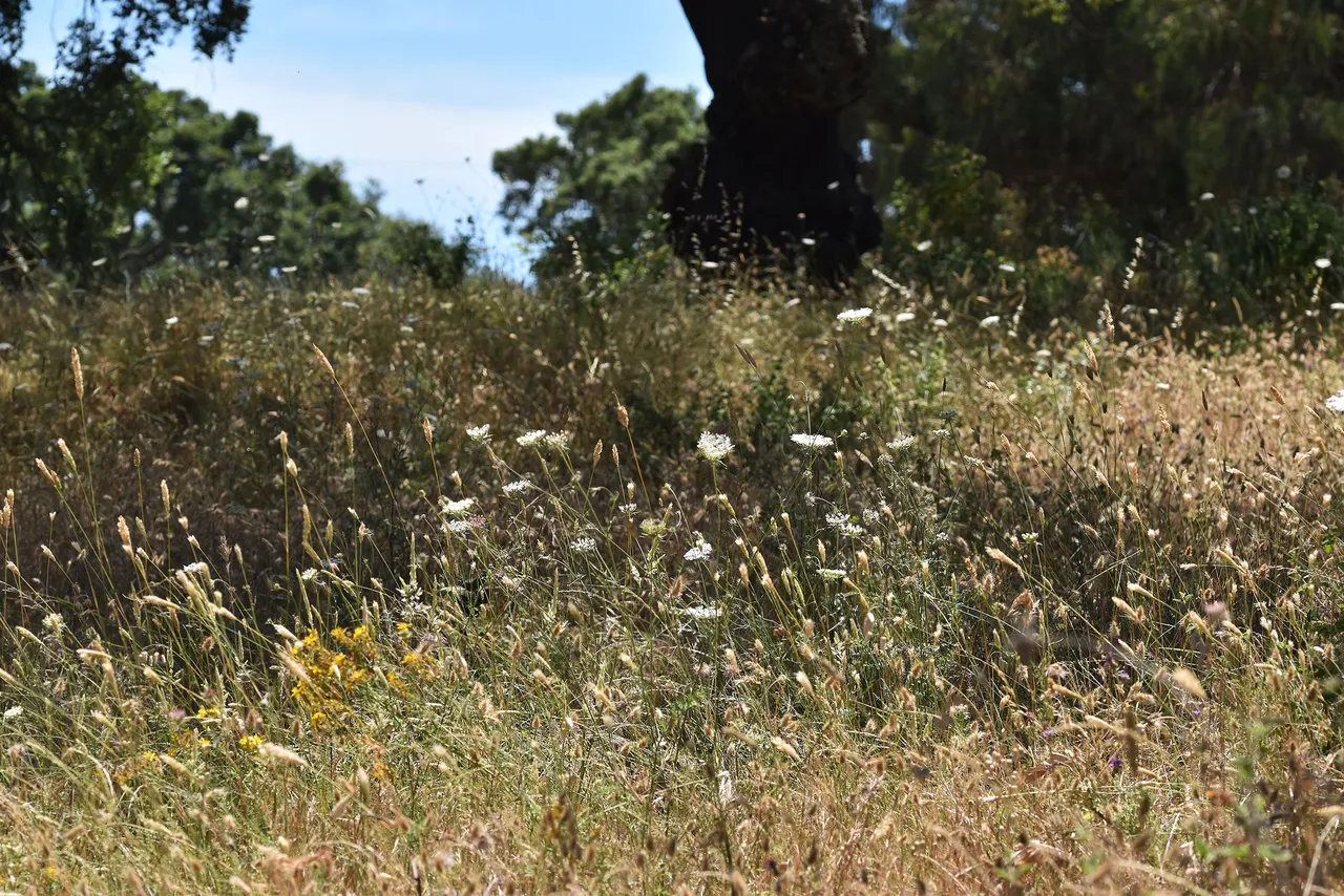 drystuff lawn 2.jpg