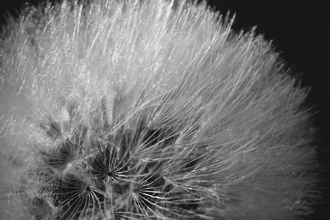 fluffy seeds bw 9.jpg