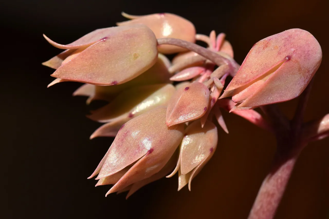 kalanchoe lucky bells buds macro 1.jpg