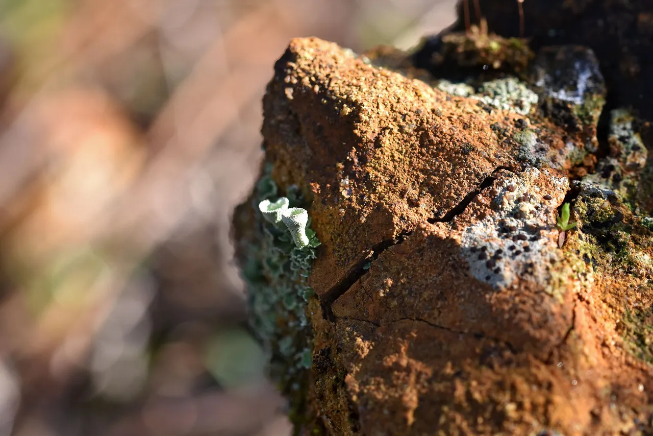 Cladonia lichen cups mountain 1.jpg