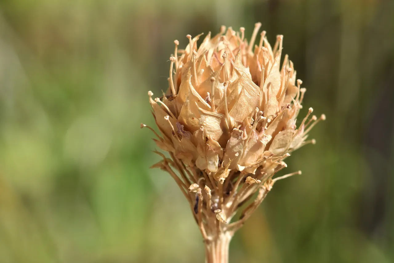 Candytuft seedpods dry 1.jpg