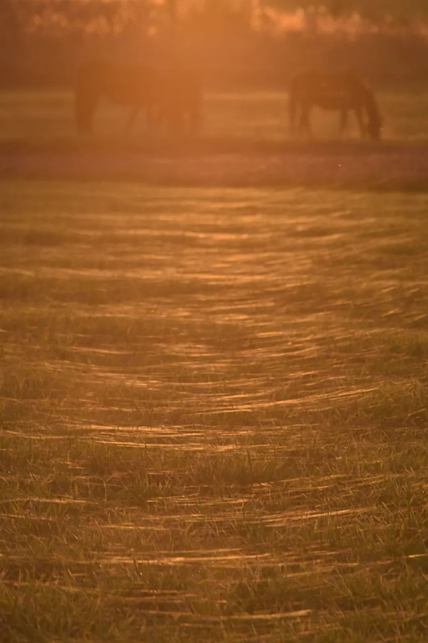 horses webs pl 8.jpg