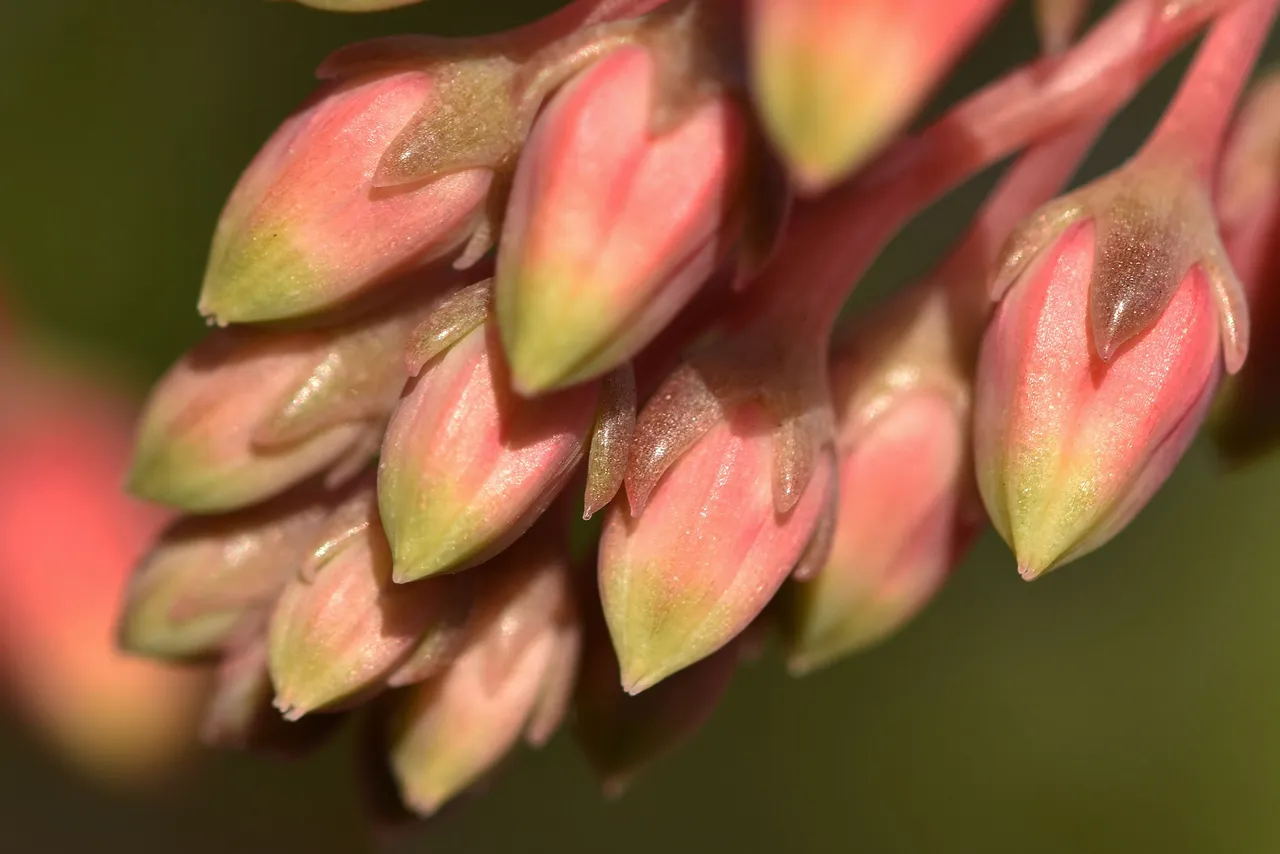 Echeveria agavoides flowers macro 3.jpg