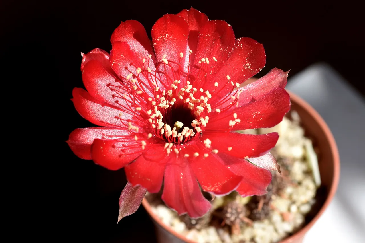 Lobivia arachnacantha adrijana 2021 6.jpg
