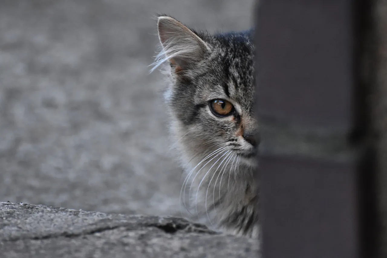 Fluffy tabby pl  3.jpg