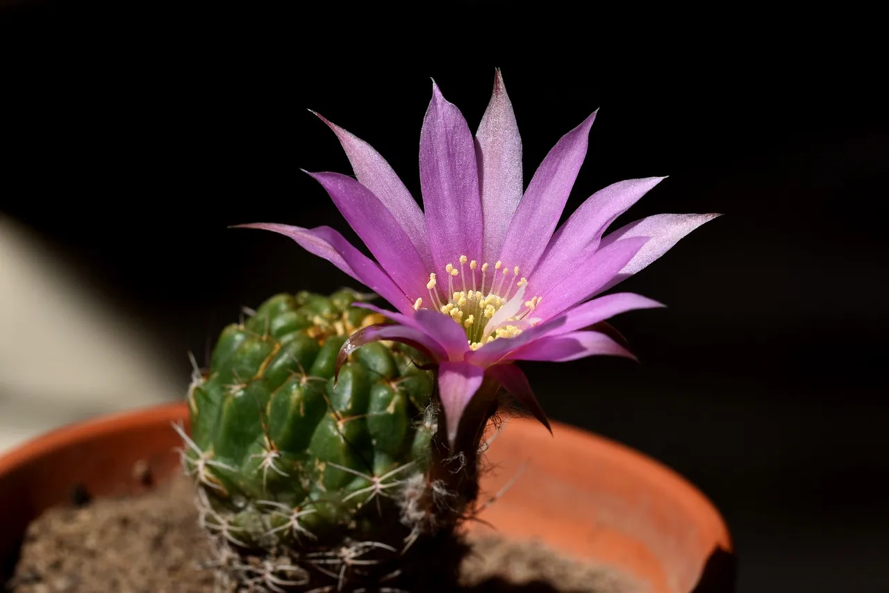 Lobivia Wrightiana flower 2021 7.jpg