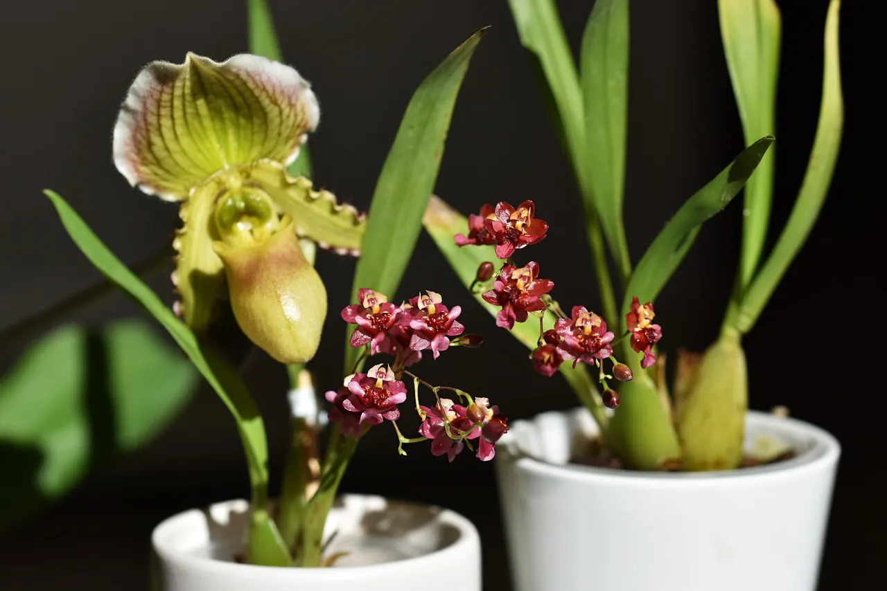 Oncidium Twinkle booms 2023 12.jpg