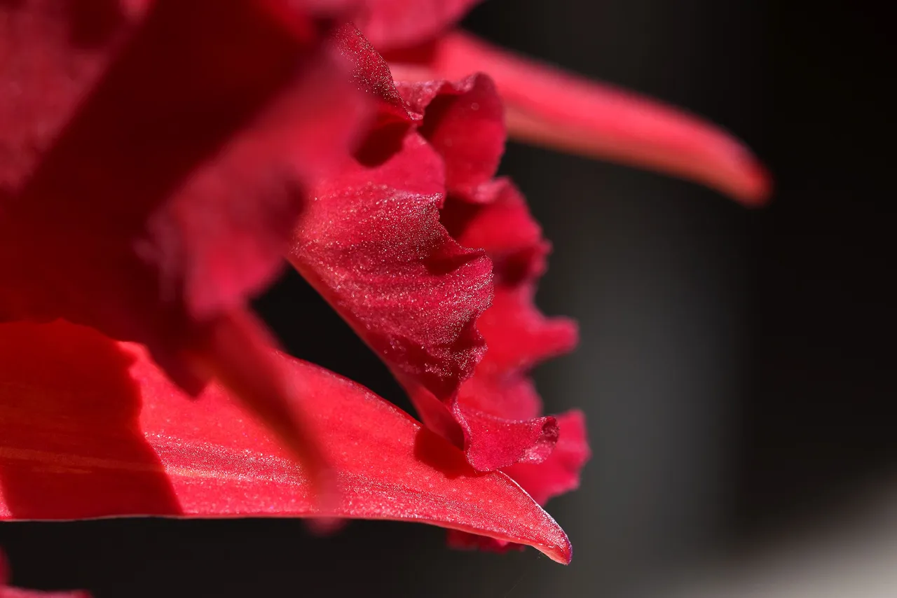 Sophrolaeliocattleya Jewel Box 'Dark Waters' 2022 5.jpg