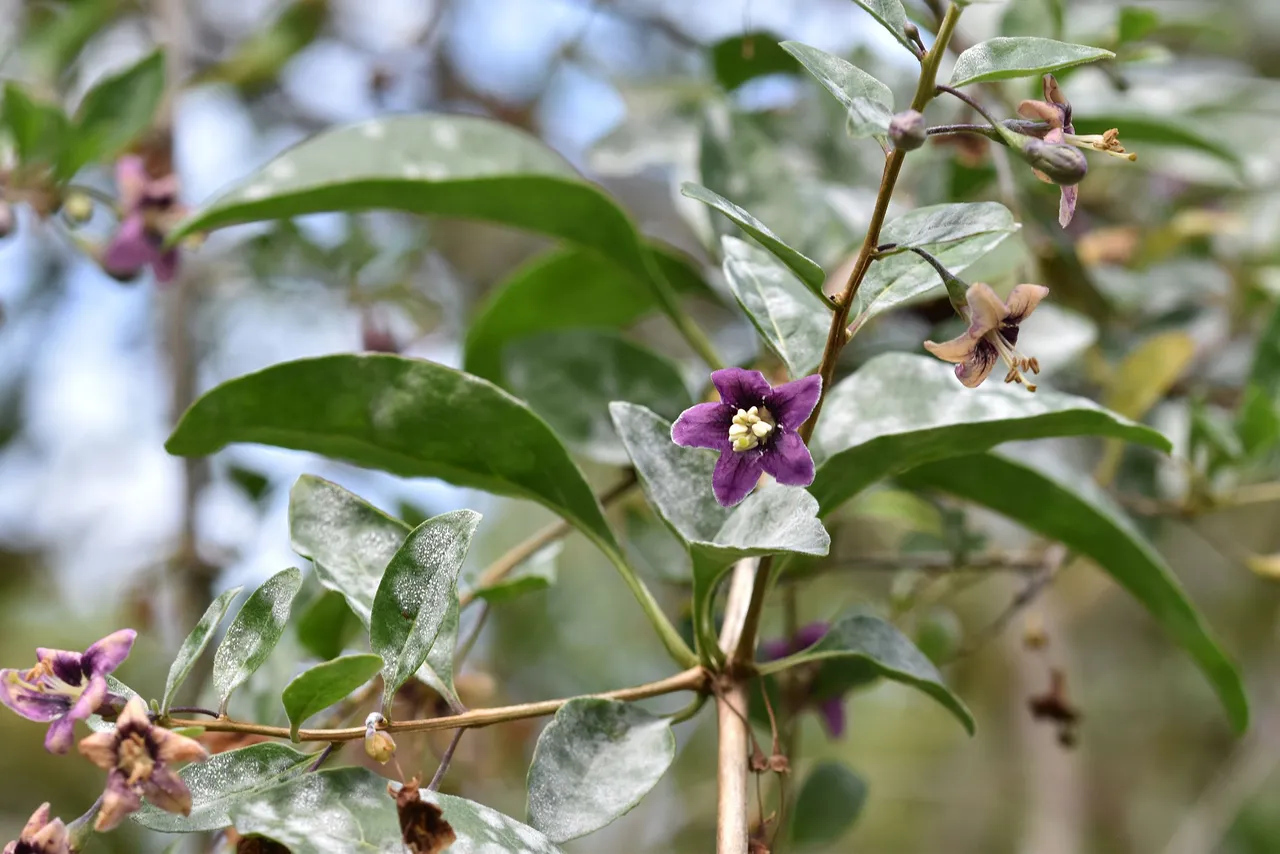 Goji berry pl 5.jpg