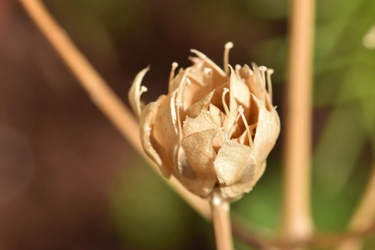 Candytuft seedpods dry 3.jpg