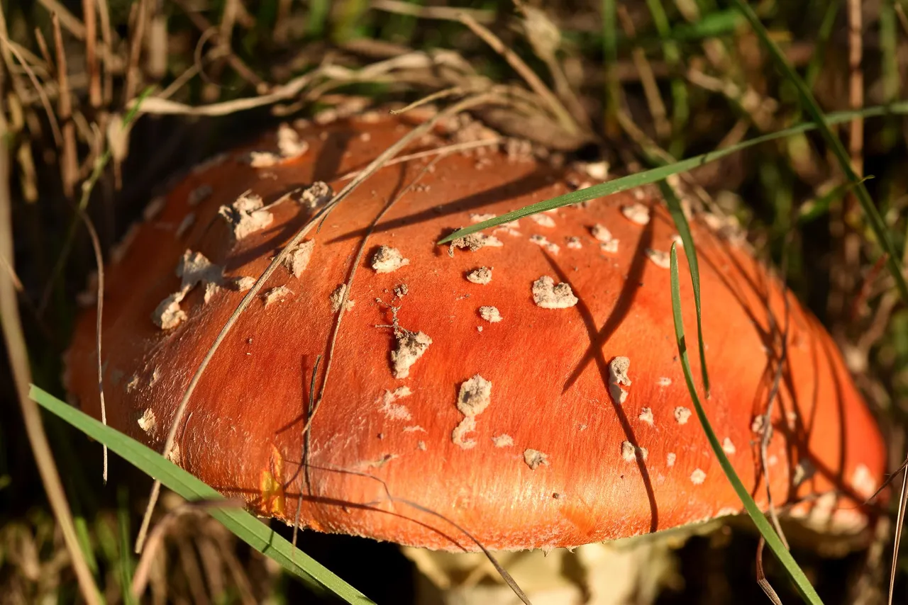 amanita sunset 1.jpg