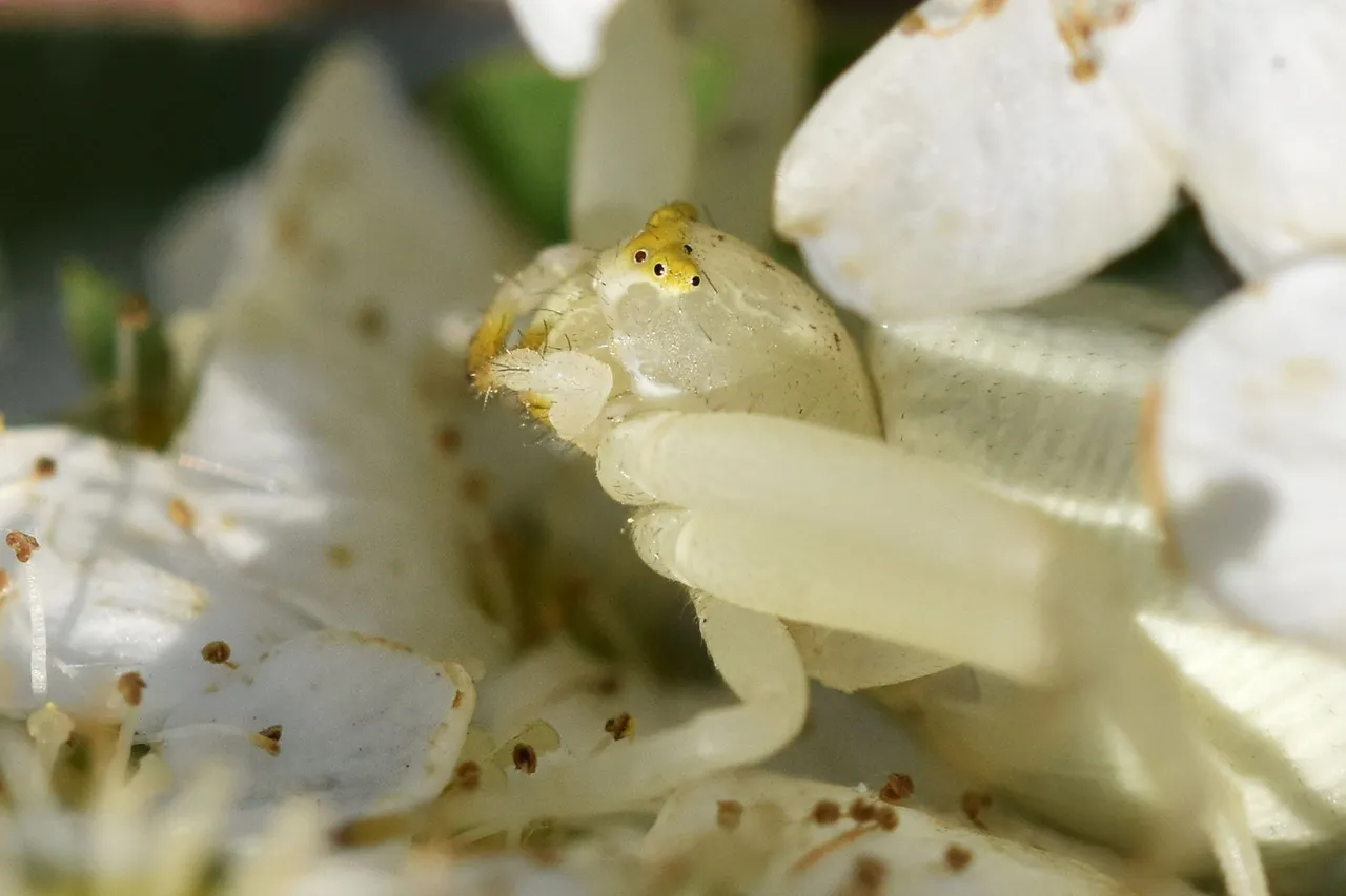 Misumena vatia crab spider flower 8.jpg