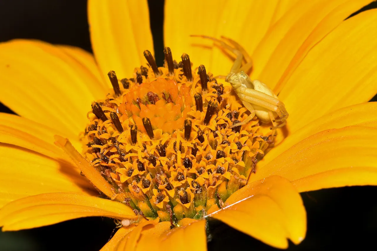 crab spider dahlia night photo 3.jpg