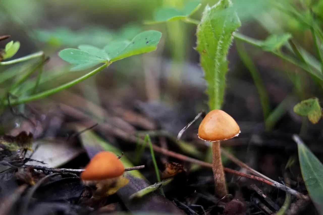 dry mushrooms carl zeiss 4.jpg