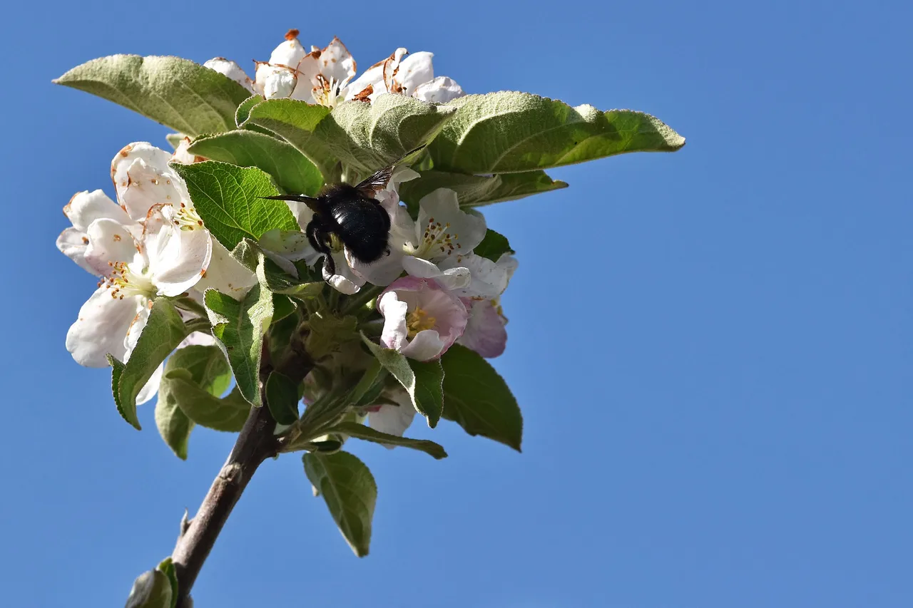 spring blooming tree 2.jpg