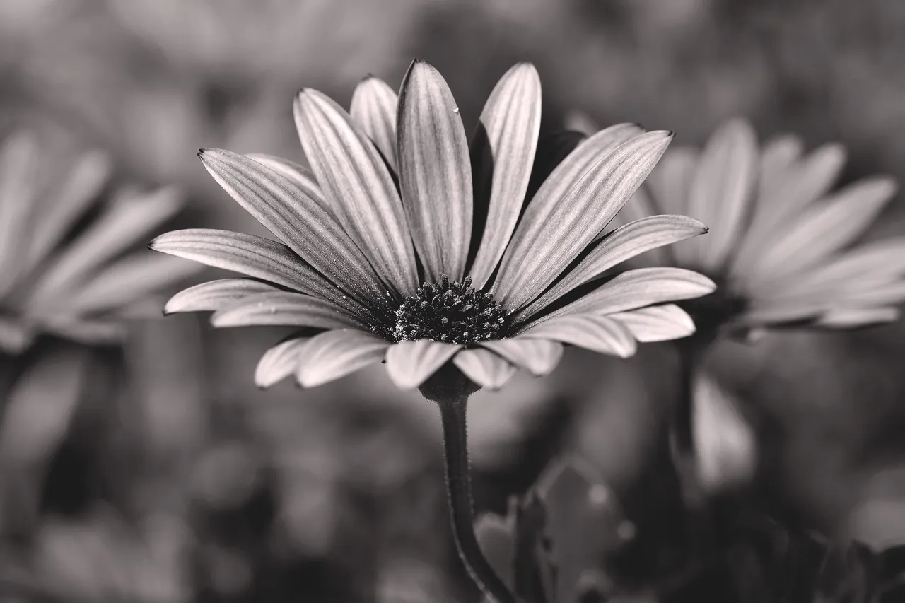 cape daisy bw 2.jpg