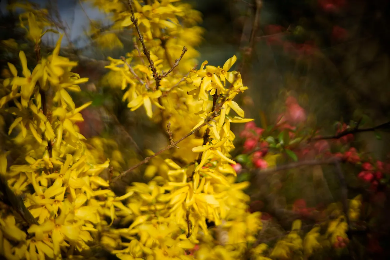 Forsycja biotar bokeh 1.jpg