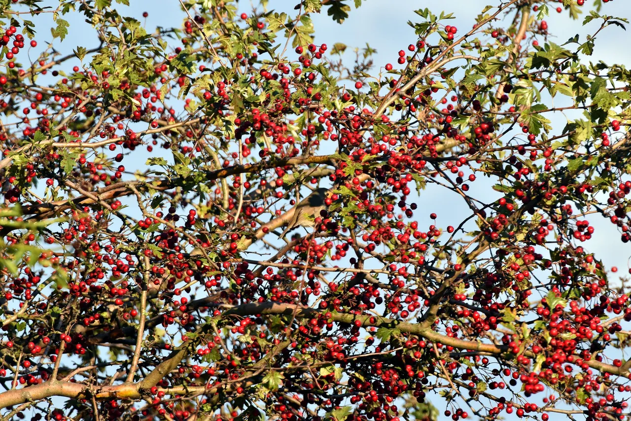 Robin Hawthorn tree pl 6.jpg