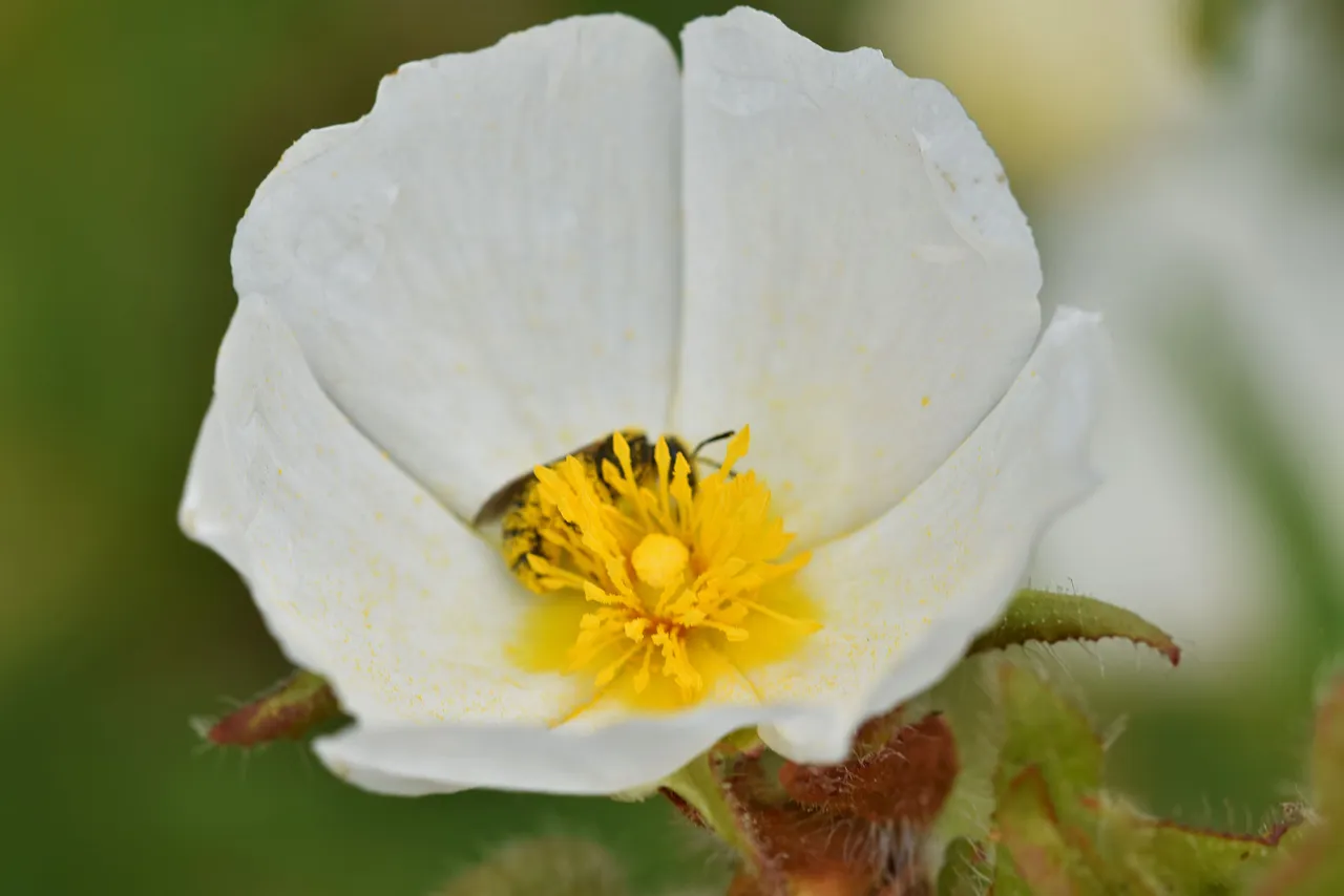 bee pollen cistus.jpg