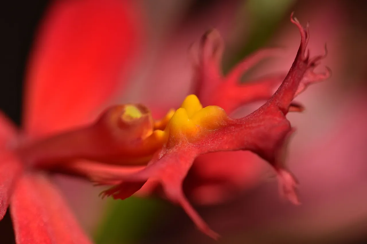 epidendrum ibaguense 6.jpg