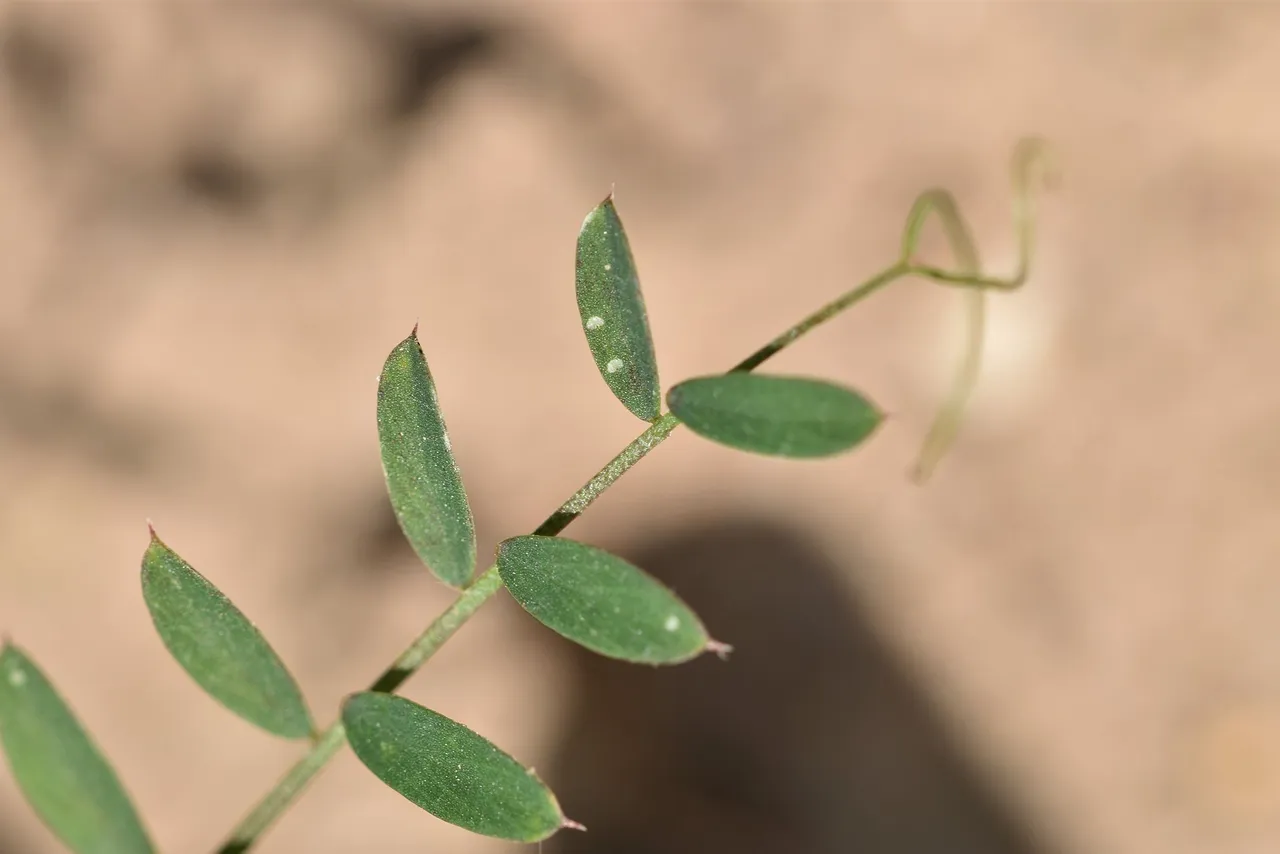 Vicia disperma widlflower 5.jpg