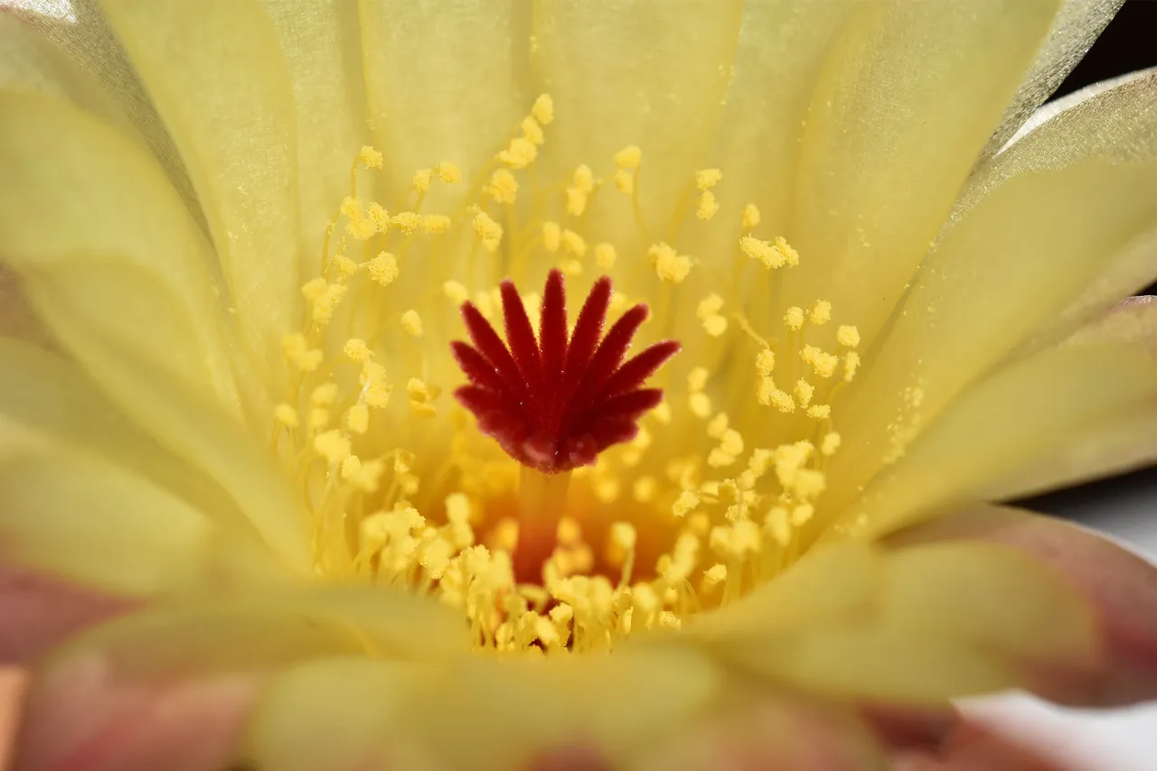 Notocactus Rubrigemmatus 2022 3.jpg