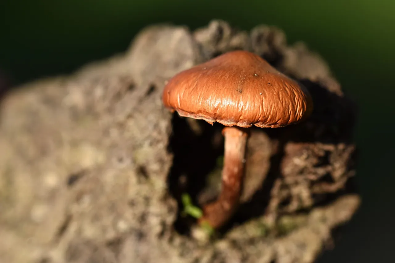 Orange mushroom cork tree  10.jpg