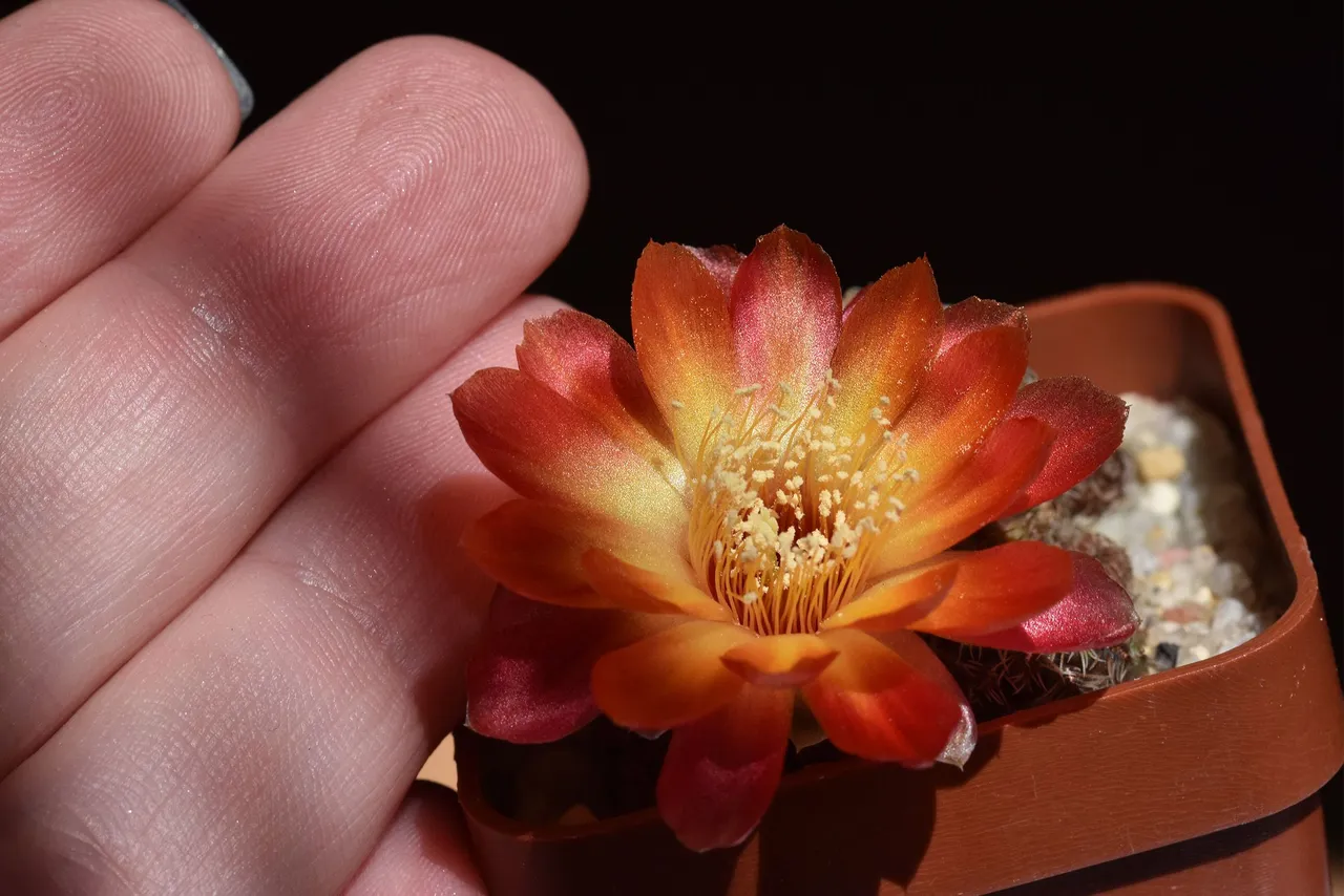 Sulcorebutia Canigueralii 2021 9.jpg