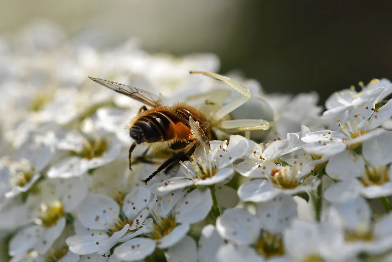 crab spider bee pl 7.jpg