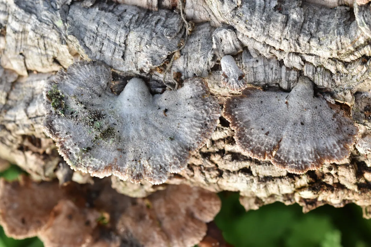 Fan mushroom 5.jpg