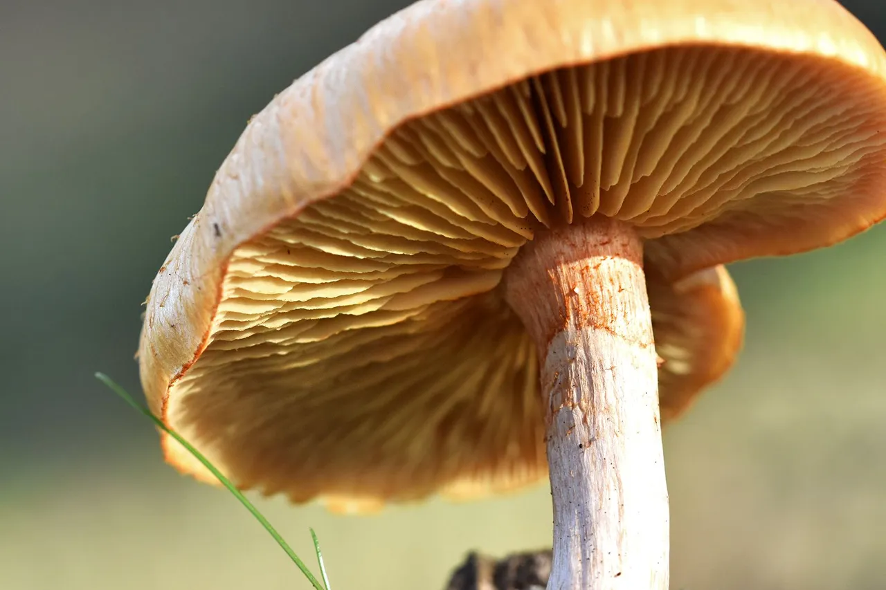 Gymnopilus suberis orange mushrooms pt  7.jpg
