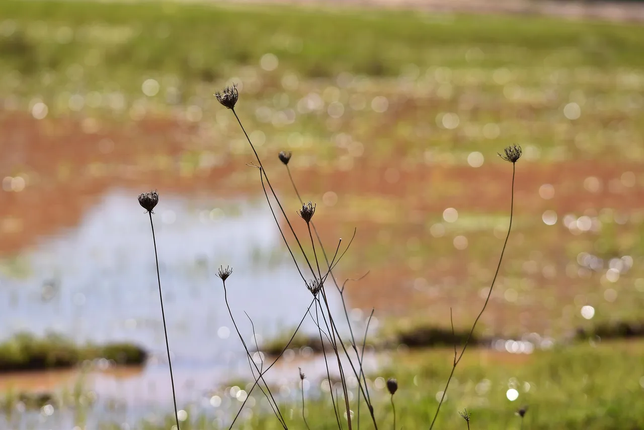 dry stuff puddle bokeh 2.jpg