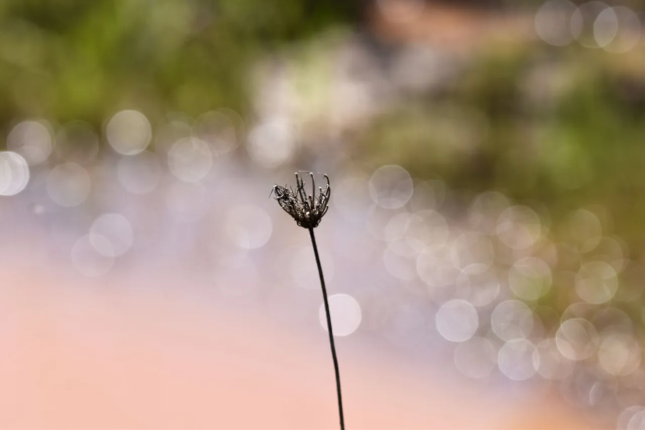 dry stuff puddle bokeh 3.jpg