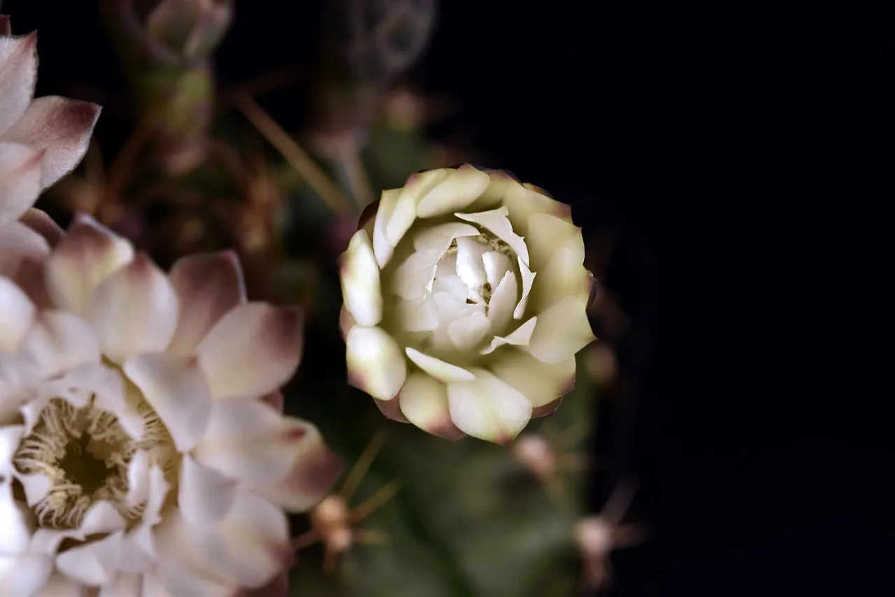 Gymnocalycium white flower 2025 1.jpg