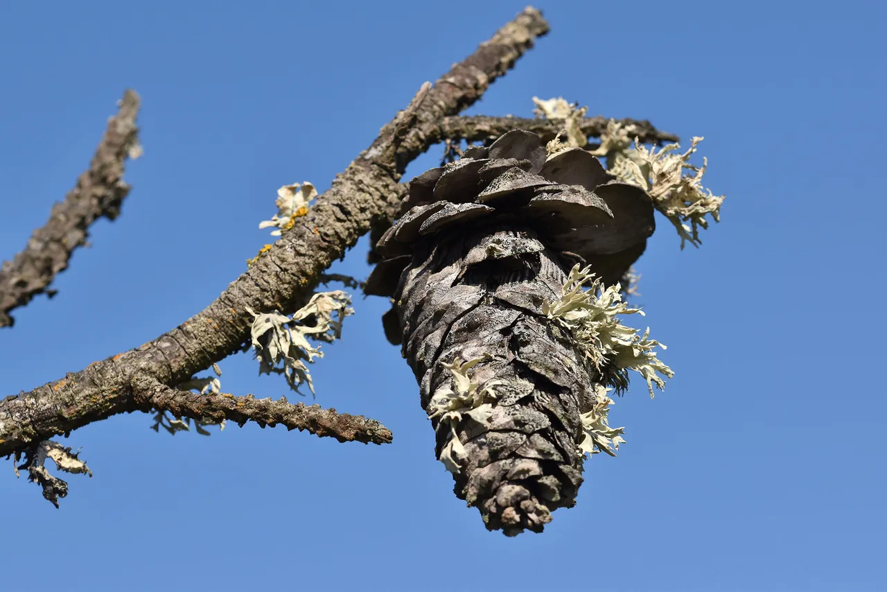pine cone lichen.jpg