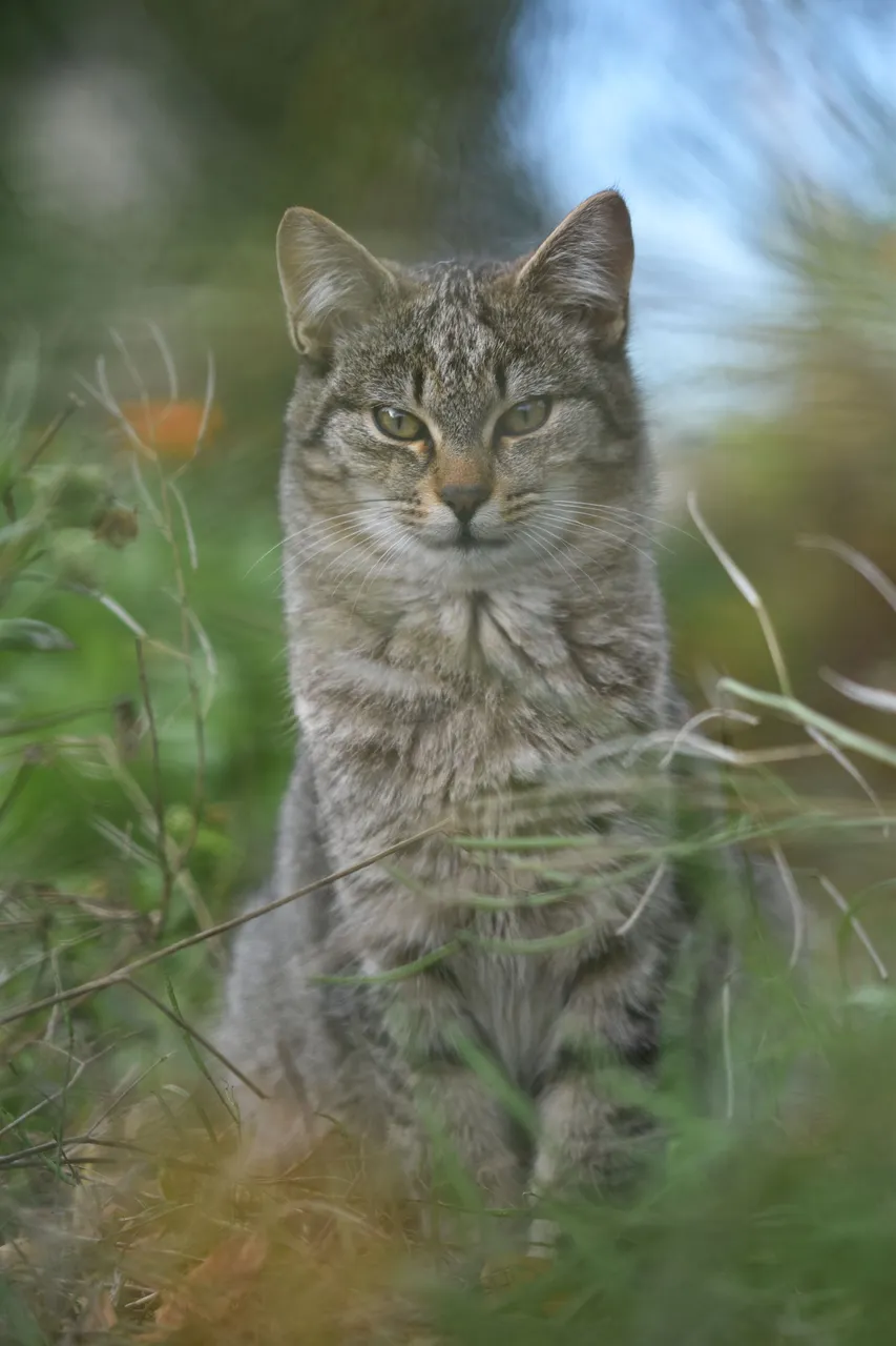 Tabby garden 8.jpg