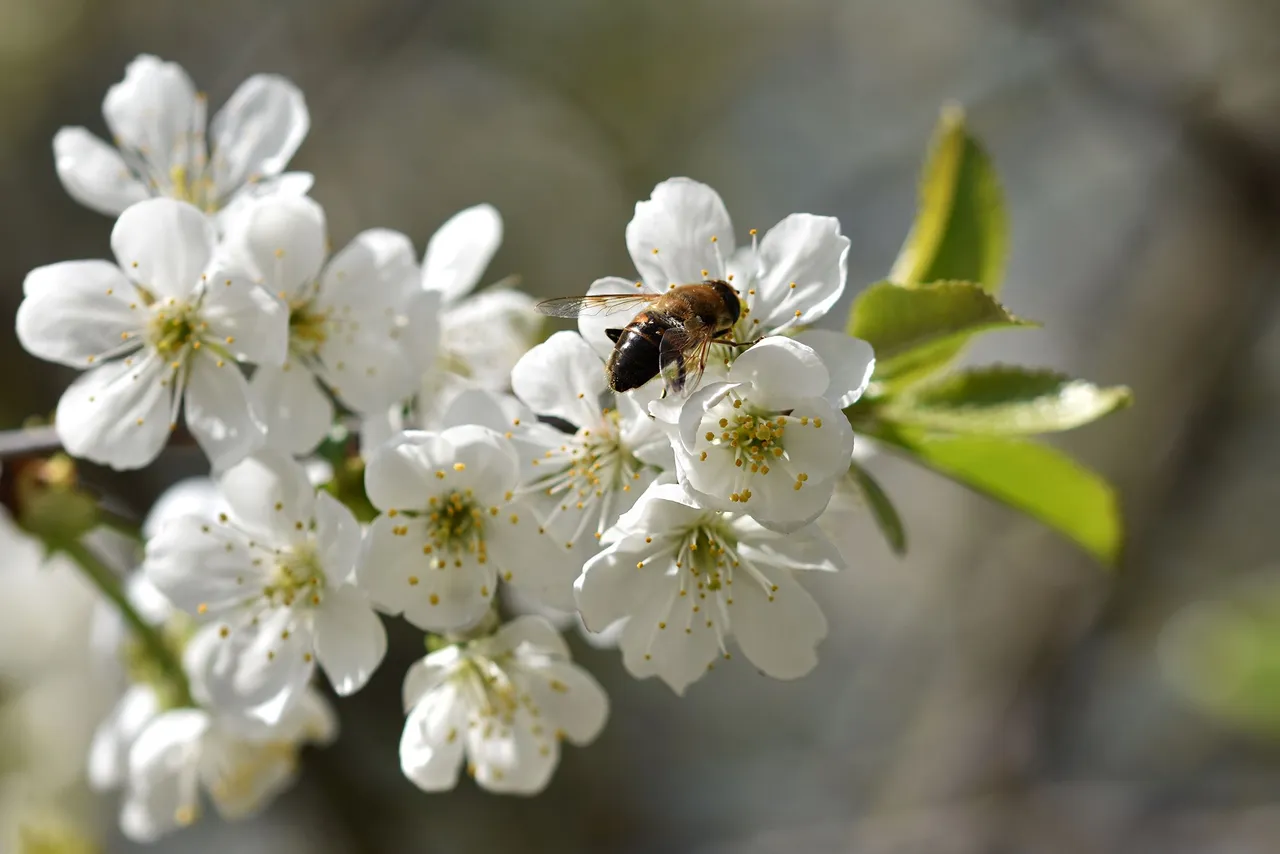 cherry blossoms pl 7.jpg