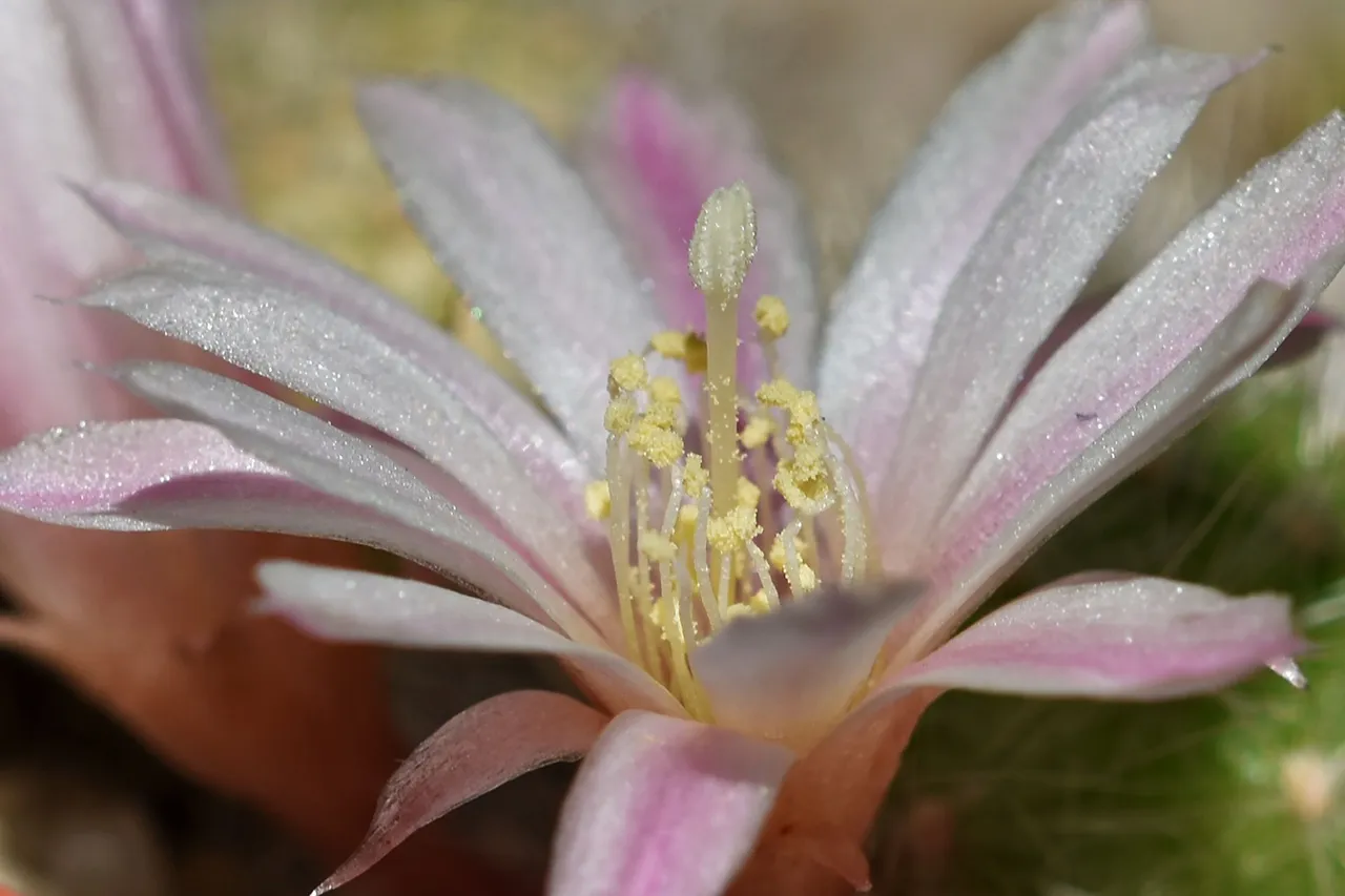 Rebutia Albiflora flower 2021 5.jpg
