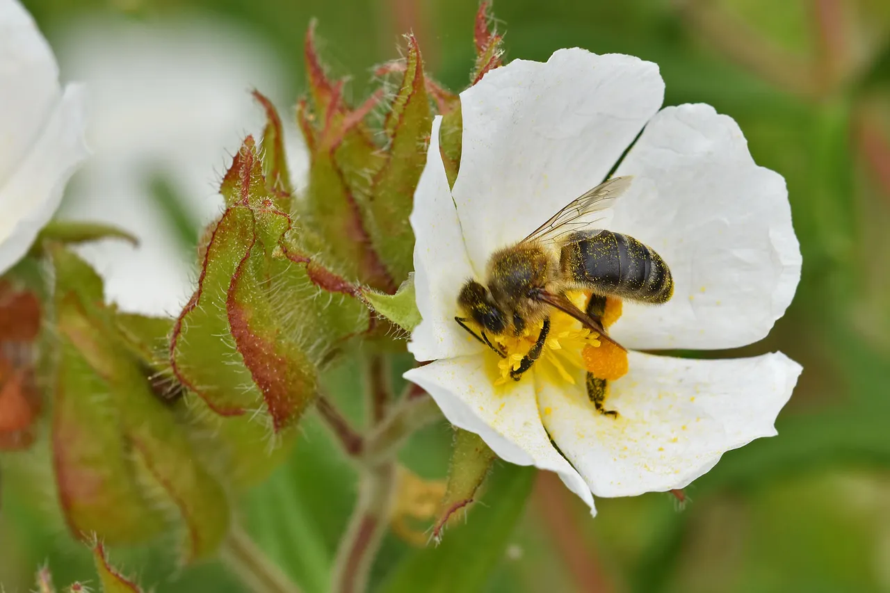 honey bee cistus 1.jpg