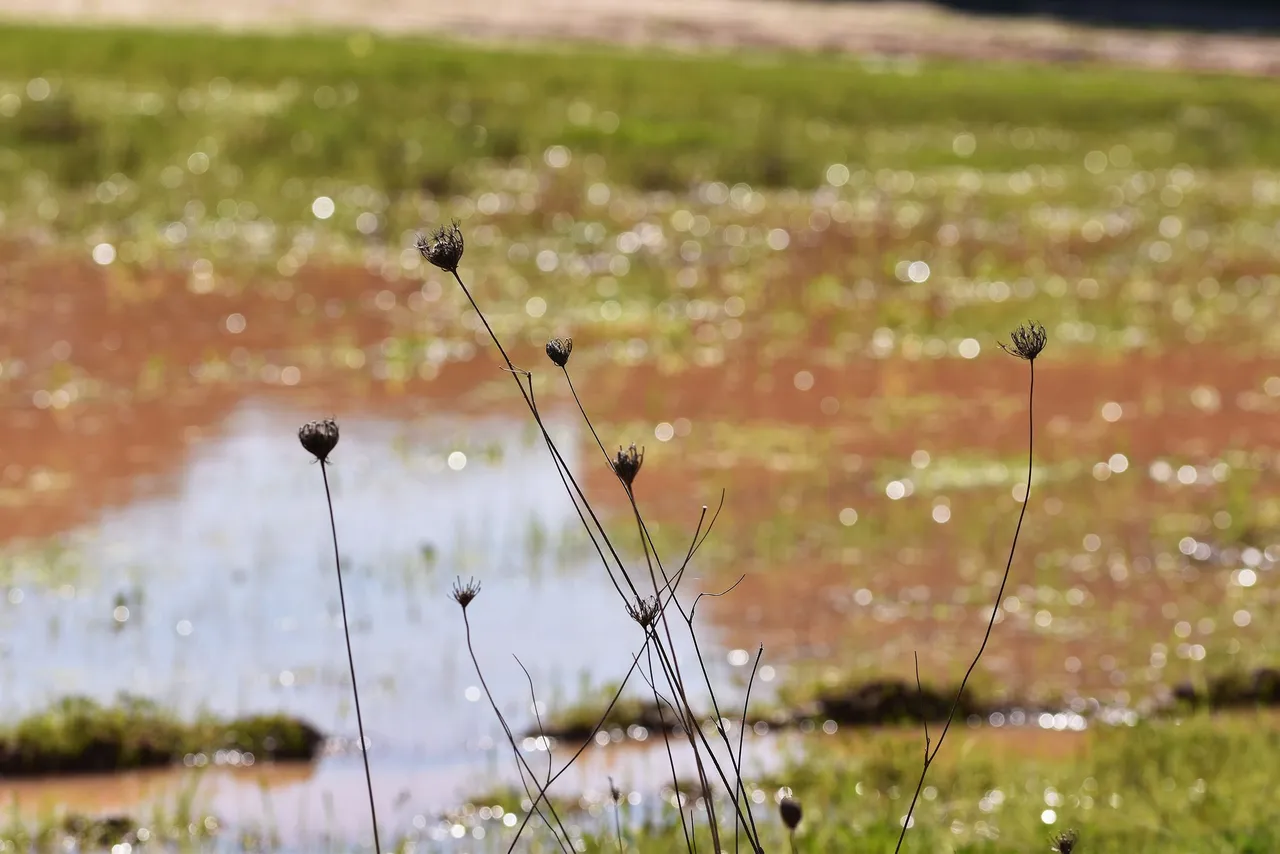 dry stuff puddle bokeh 1.jpg